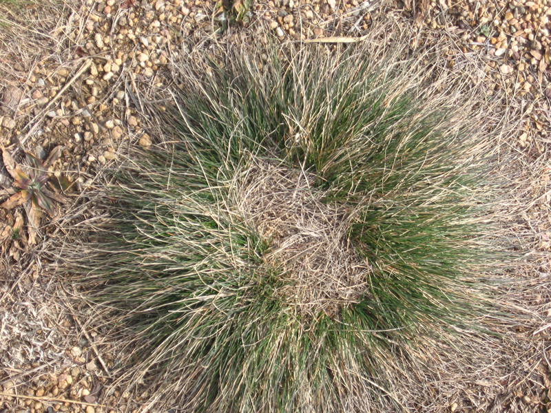 Grass Circles