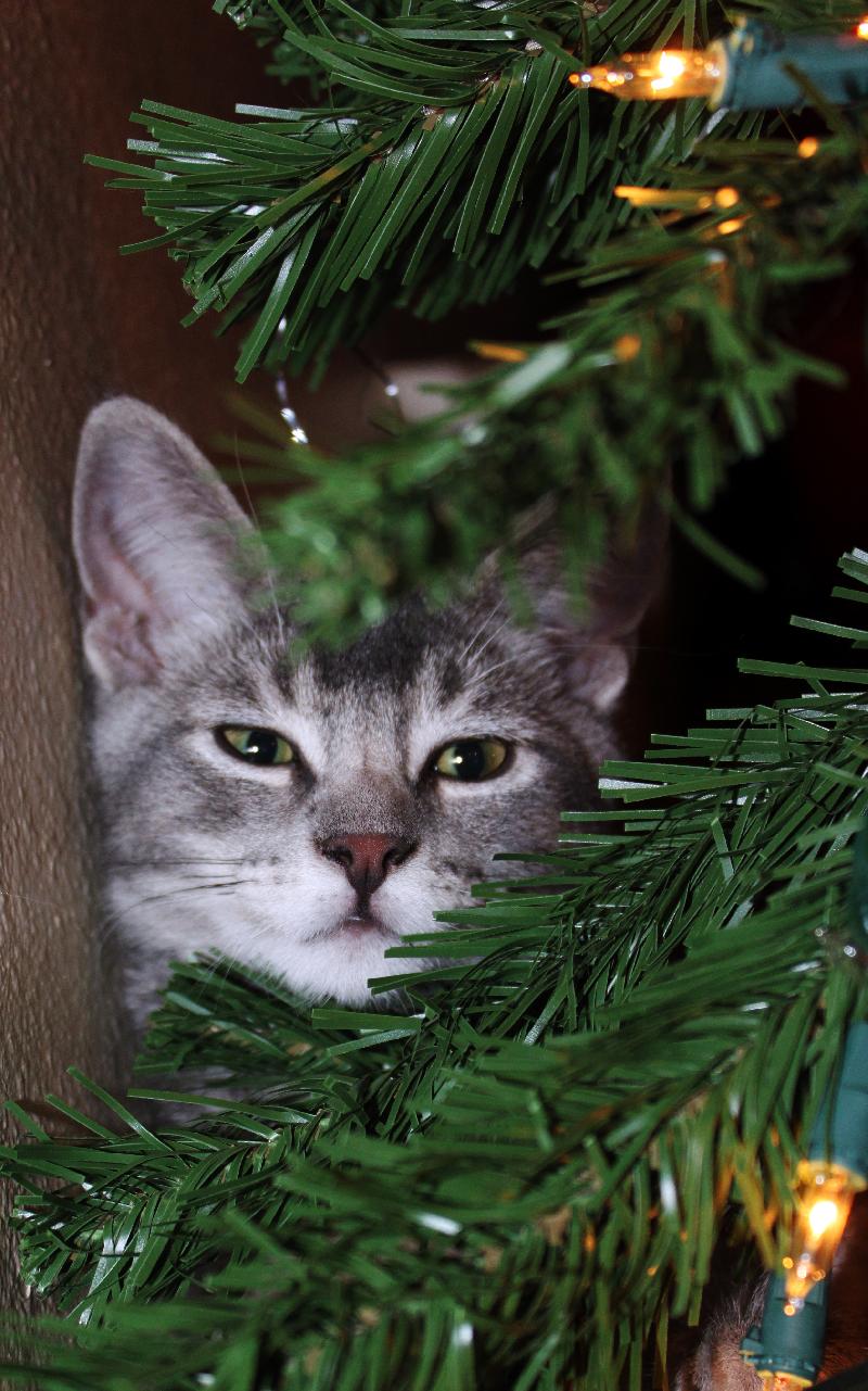 Hiding Behind the Tree
