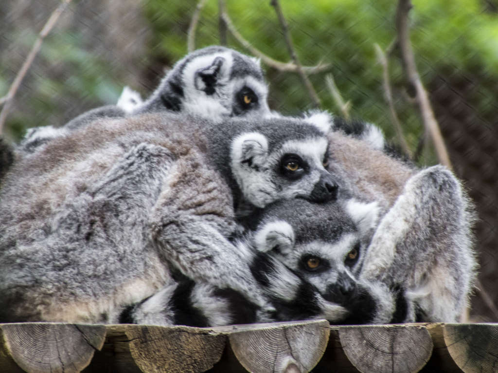 Cuddling Lemurs