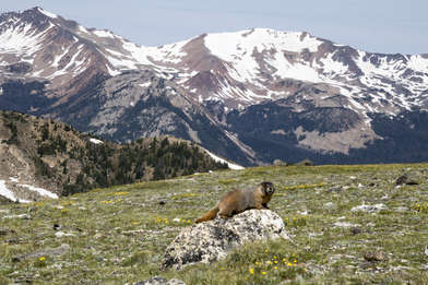 Marmot on the Rock