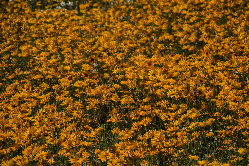 Sea of Marigolds