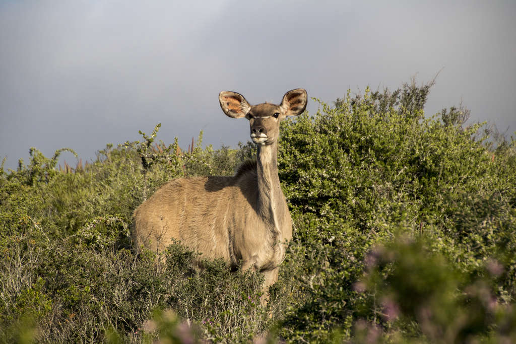Big Eared Kudu