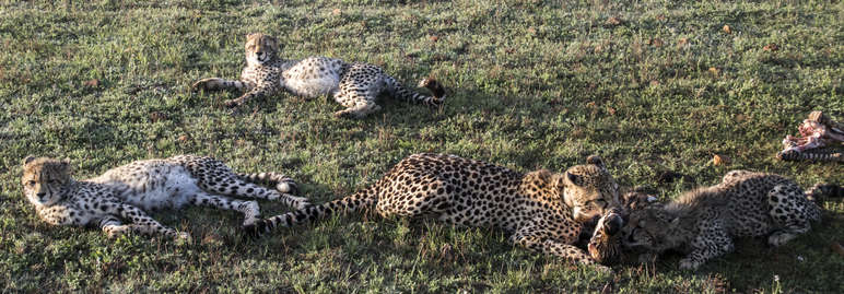 Fat Cheetahs