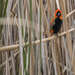 Orange Cape Weaver