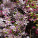 Blooming Crab Apple