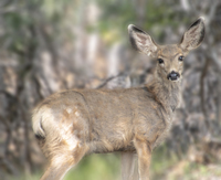 Valley View Landscape & Wildlife