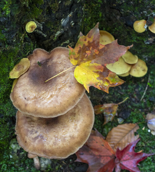 Leaves on Mushrooms