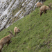 Alpine Ibex