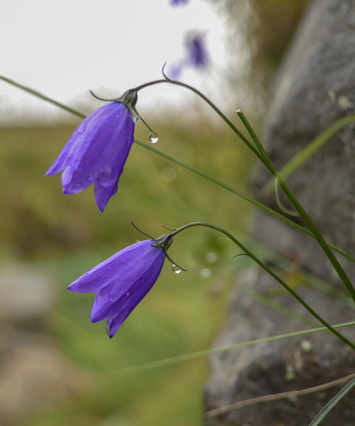 Morning Dew on the Harebells