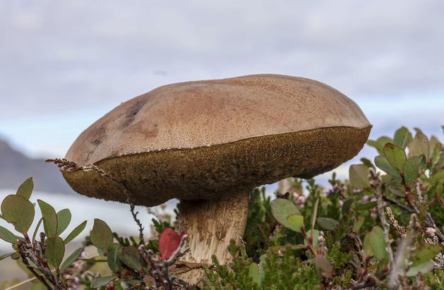 Iceandic Mushroom