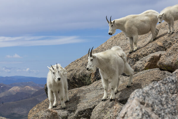 The Mountain Goats of Mt. Blue Sky