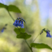 Last of the Wildflowers