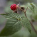 Wild Raspberries