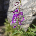 Fireweed