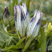 Alpine Gentian