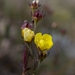 Cinquefoil 