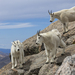 The Goats of Mount Blue Sky