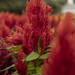 Red Celosia