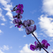 Hyacinth Bean vines