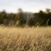 Golden Field