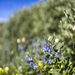 Mountain Bluebells