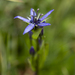 Single Star Gentian