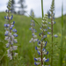 Young Lupine
