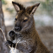 Baby Wallaby 