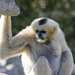 Gibbon