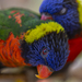 Lorikeets