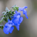 Snap Dragons