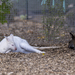 Albino Wallaby