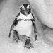 African Penguin