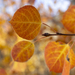 Unexpected Fall Colors Hike