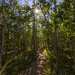 Sunlight Peaking on the Path