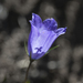 Upright Harebell