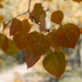 Colorful Leaves