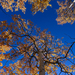 Orange Leaves